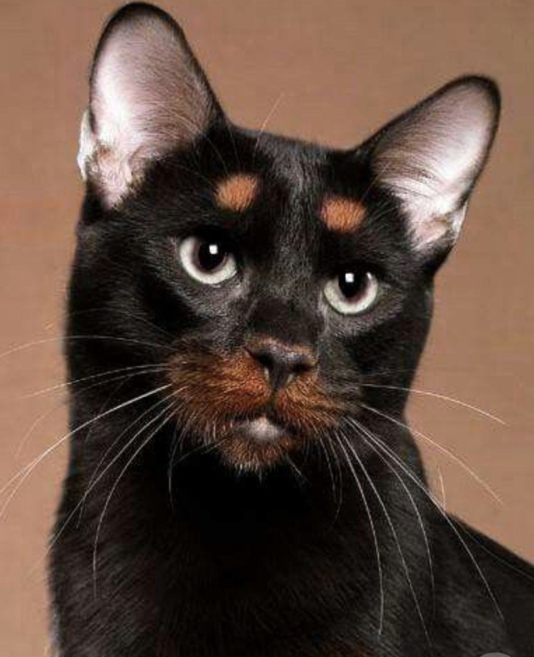 Морды кошек разных пород