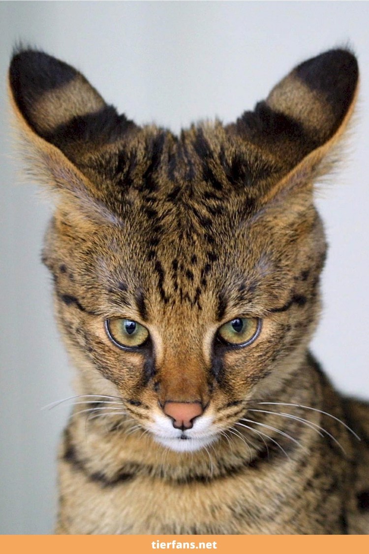 Кошка с длинными острыми ушами