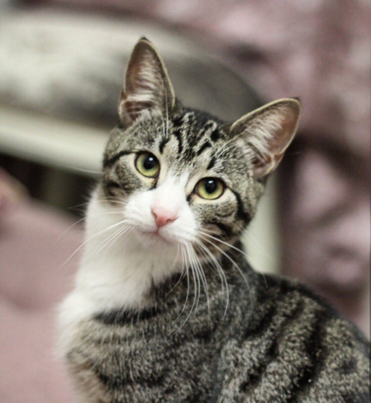 Ориентальная кошка