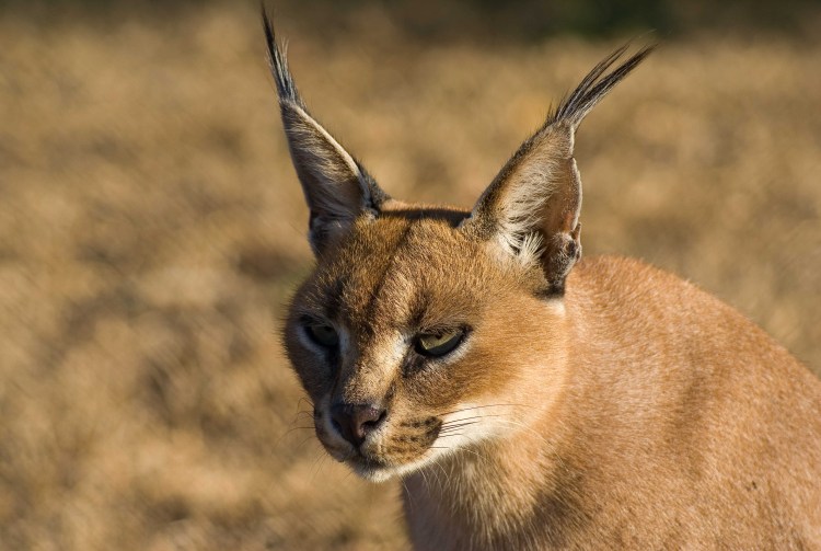 Дикая кошка сервал