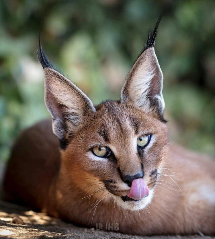 Каракал и каракет