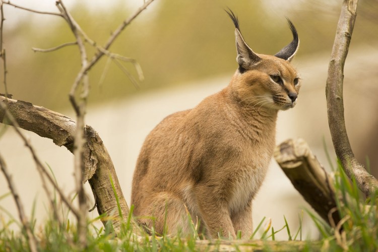 Сфинкс Петерболд