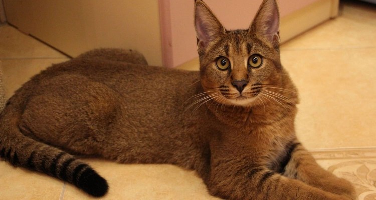 Каракал гера