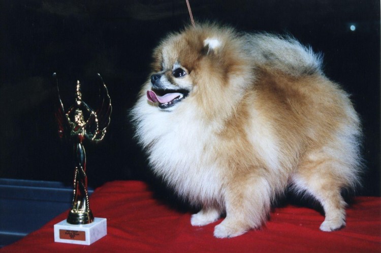 Купить щенка шпица в Бишкеке