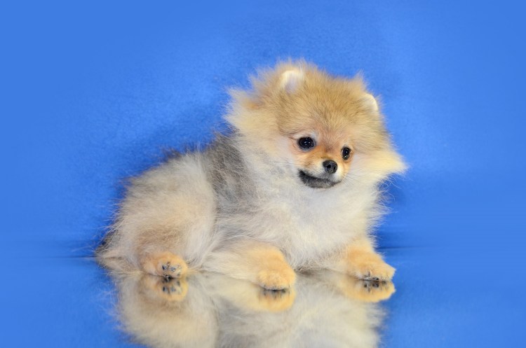 Рыжий шпиц лохматый