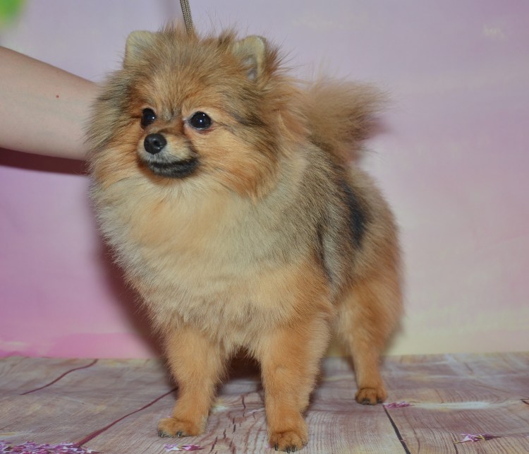 Шпица свадьба