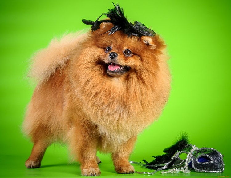 Шпиц Преображение