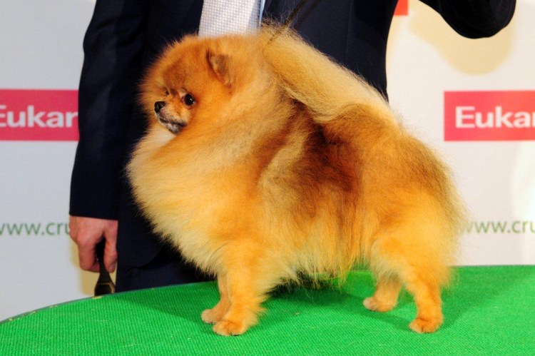 Питомник веселый Гном