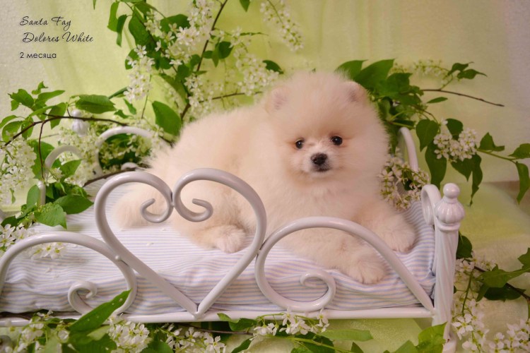 Пушистая собака на белом фоне