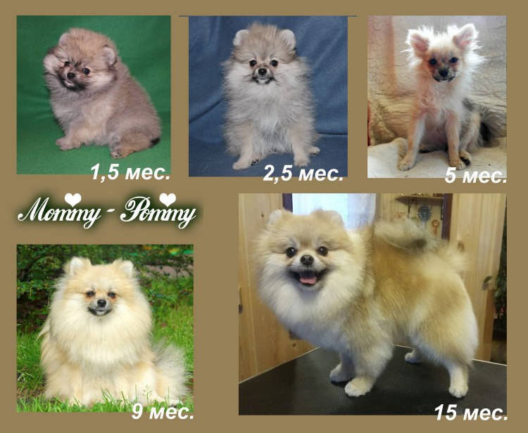 Померанский шпиц Teacup.