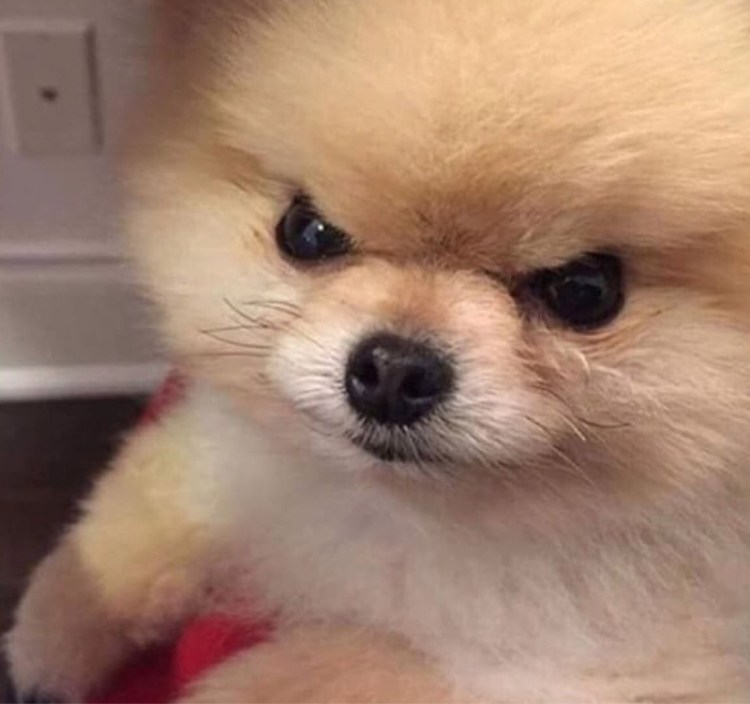 Собака качок Мем