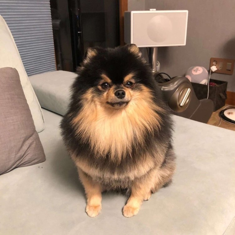 Померанский шпиц корейский