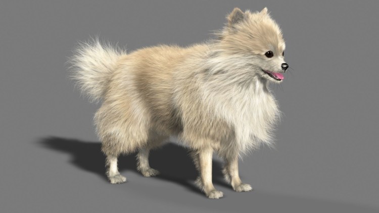 Животные собаки шпиц