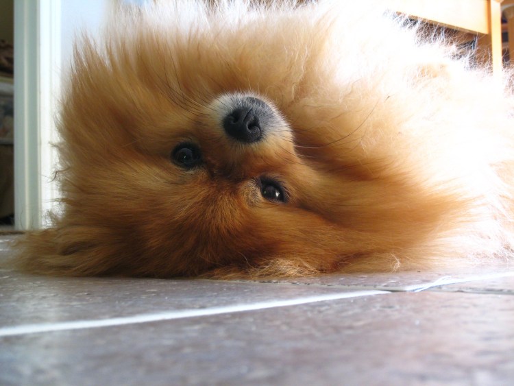 Белый шпиц лает