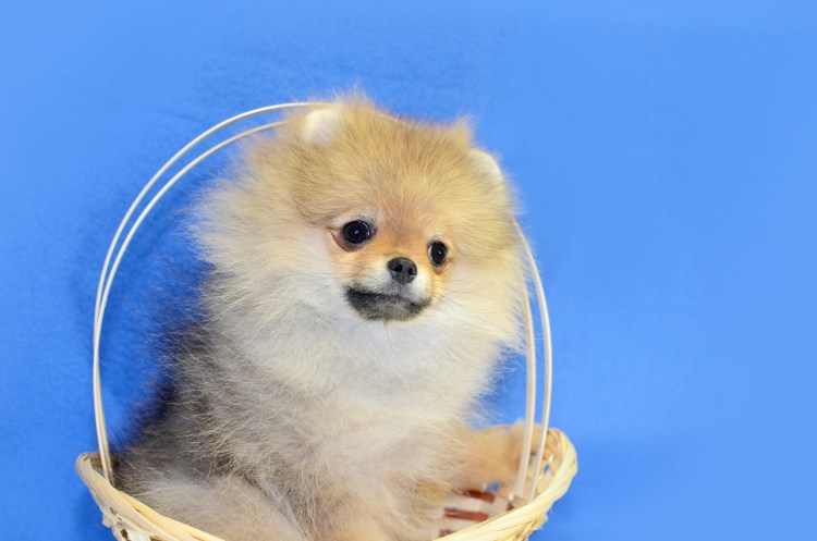 Шпиц собака 3 д