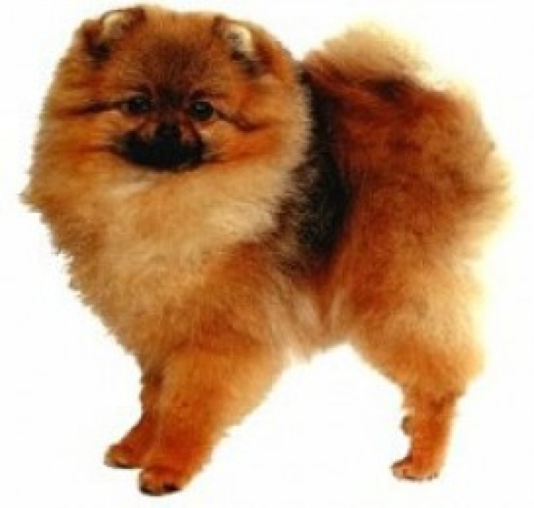 Вычесали шпица