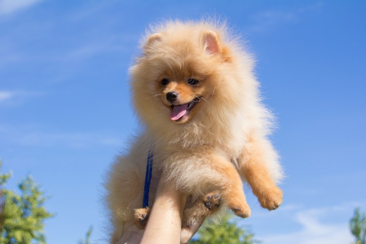 Злой померанский шпиц