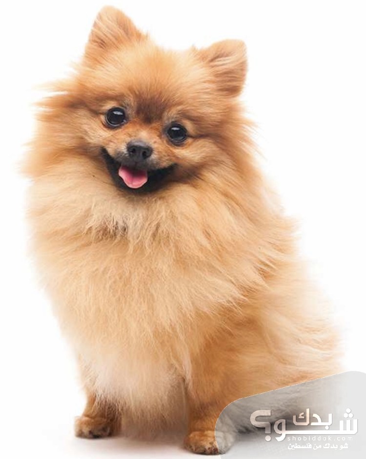 Померанский шпиц розовый