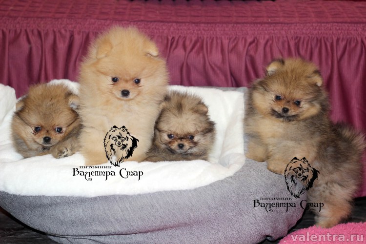 Померанский шпиц