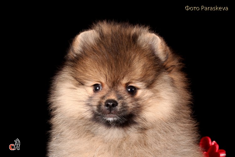 Померанский шпиц черно белый