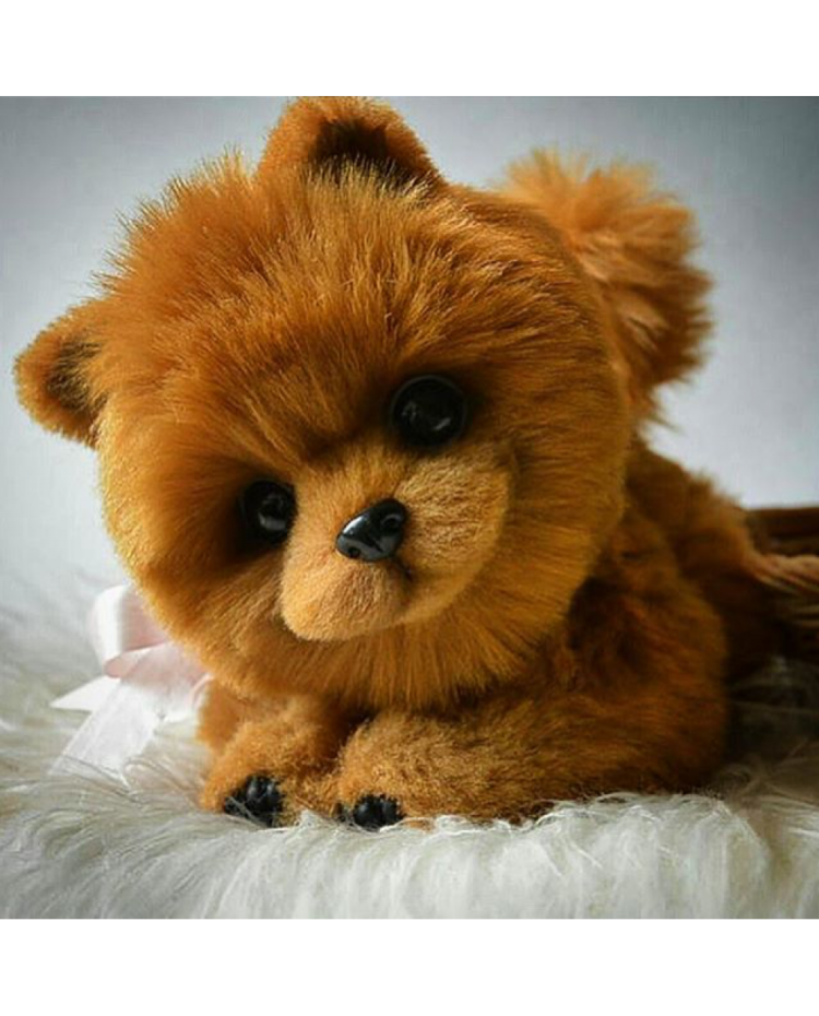 Померанский шпиц семейка