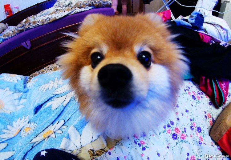 Тату для любителей животных