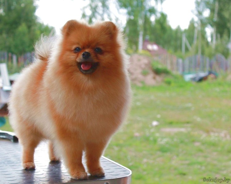 Веселый Гном питомник шпицев