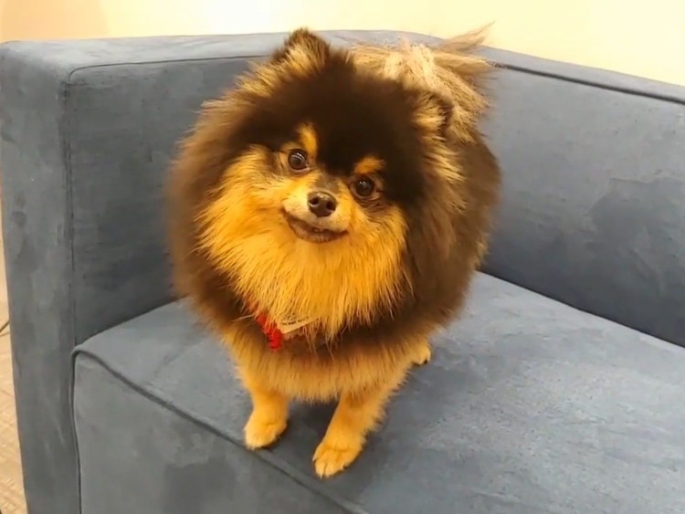 Шпиц померанский улыбка