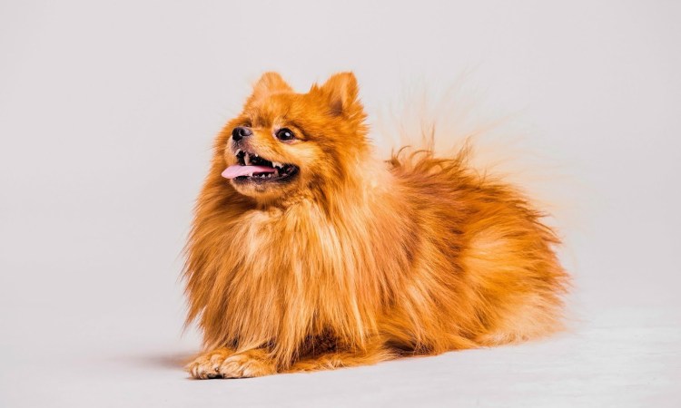 Померанский шпиц на белом фоне