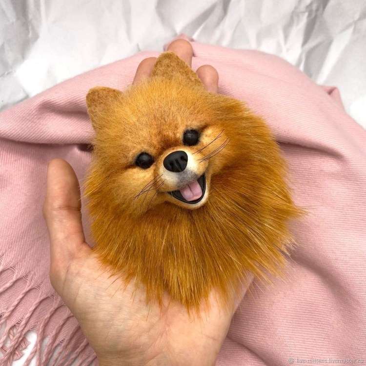 Померанский шпиц малый стандарт