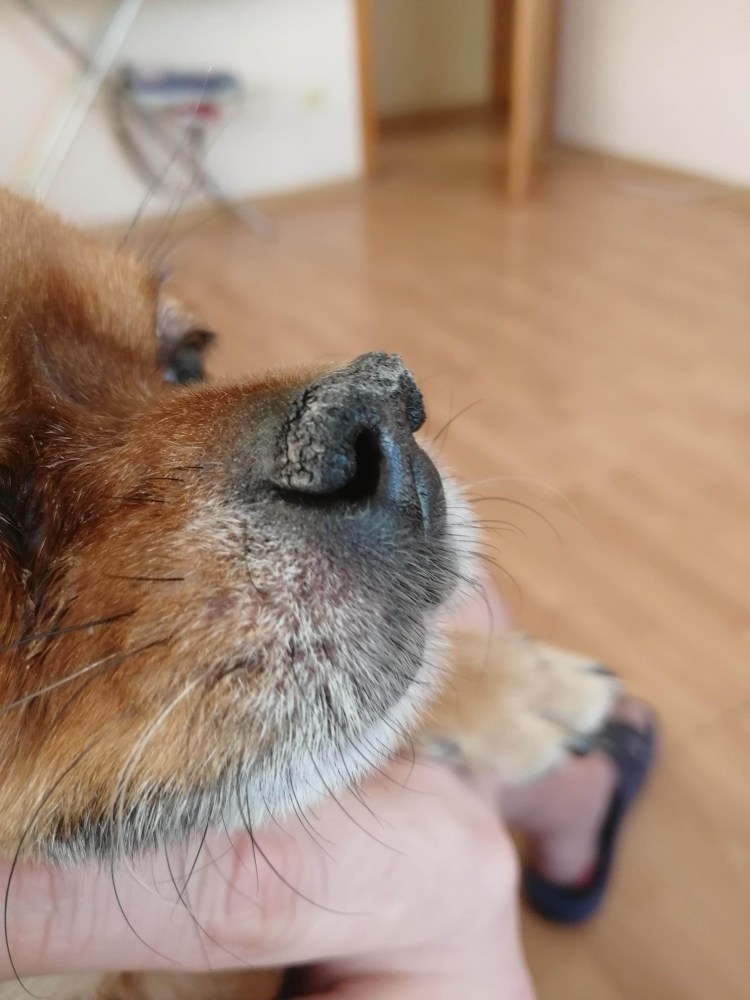 Гиперкератоз подушечек лап