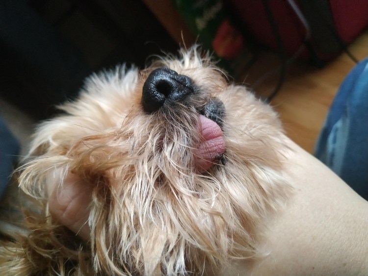 У собаки на передних лапах шишки