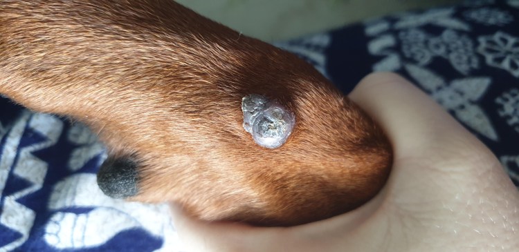 Лапа собаки