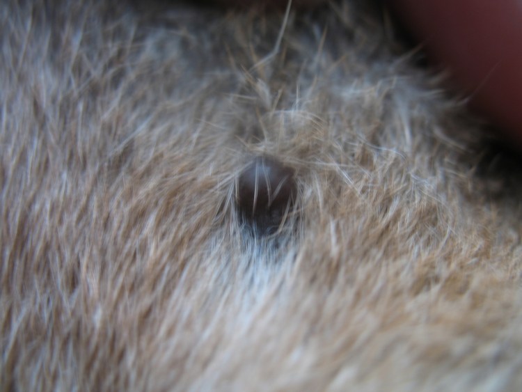 Глаза собаки