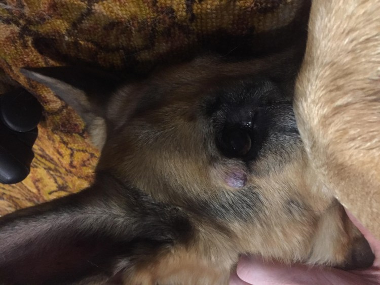 Остеосаркома у собаки на передней лапе