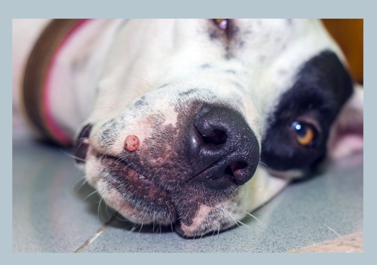 Бородавка у собаки на морде