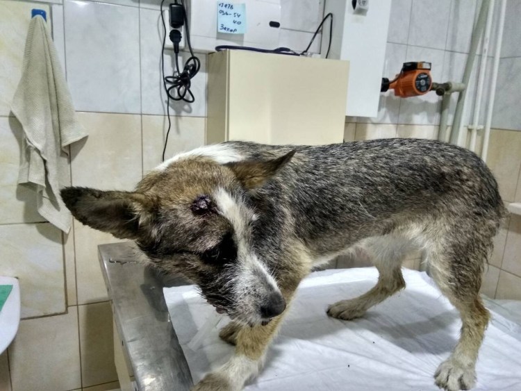 Розовые пятна на морде у собаки