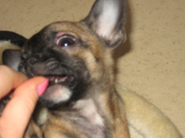 Ласкать собаку