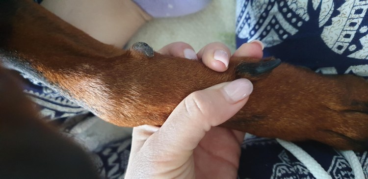 Красная волчанка у животных