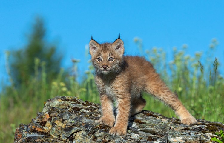 Каракал, пустынная Рысь