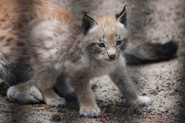 Рысь Детеныши рысята