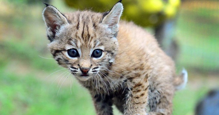 Детеныши рыси Рысь рысята