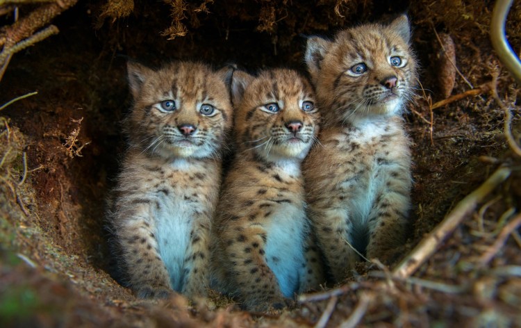 Рысь Детеныши рысята