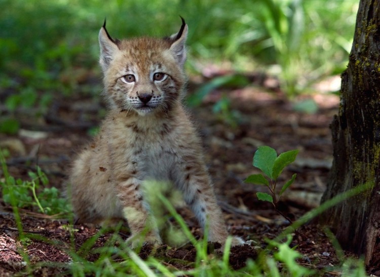 Сибирская Рысь
