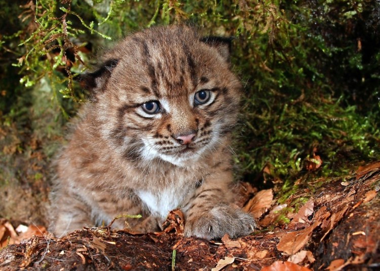 Канадская Рысь детеныш