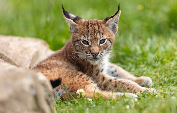 Подмосковная Рысь