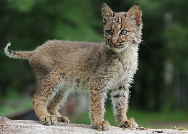 Рысь Детеныши рысята