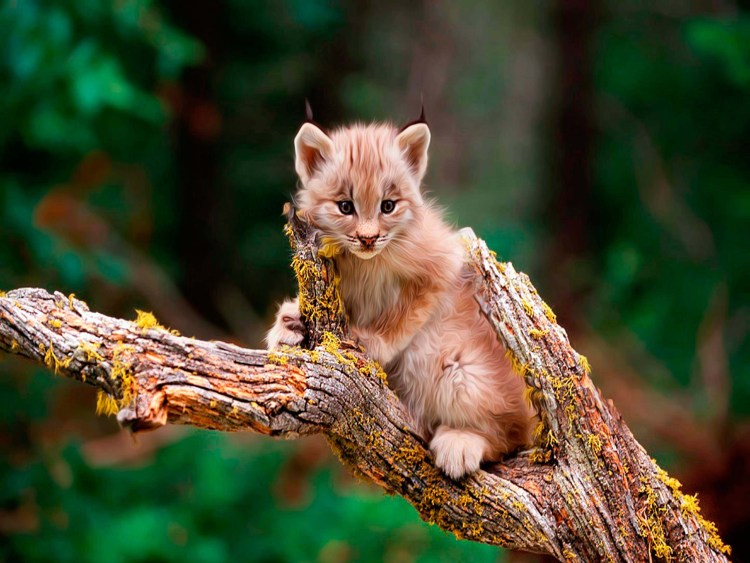 Детёныш рыси на дереве