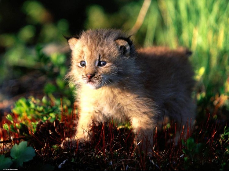 Канадская Рысь детеныш