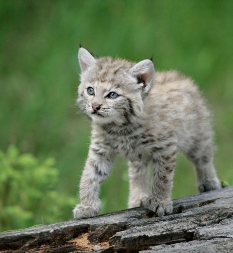Пиренейская Рысь